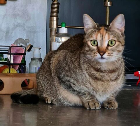 PRINCESSE FEMELLE TIGREE 1 AN 1/2 195 92260 Fontenay-aux-roses