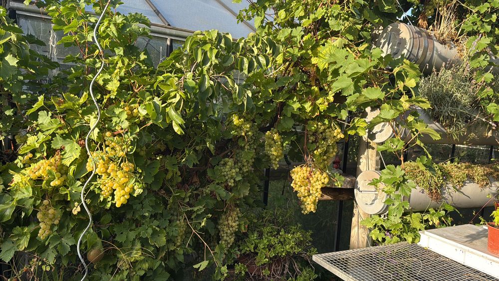 Pied de vigne raisin blanc Jardin