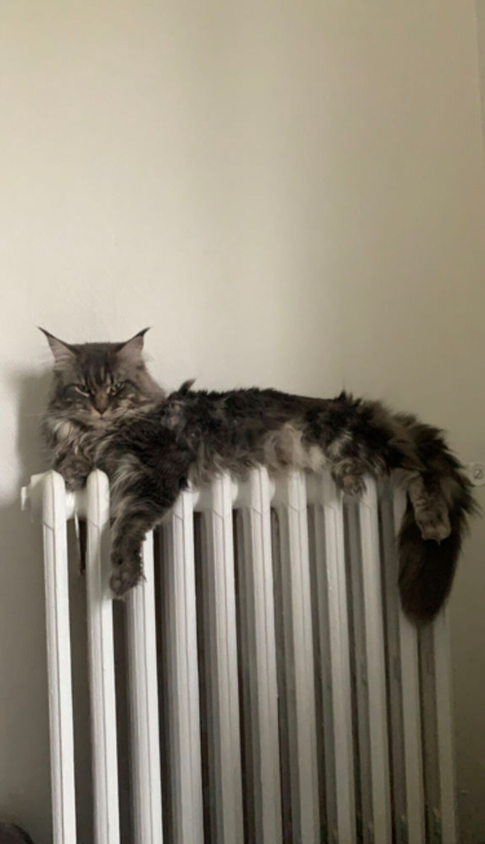   Maine coon mâle  