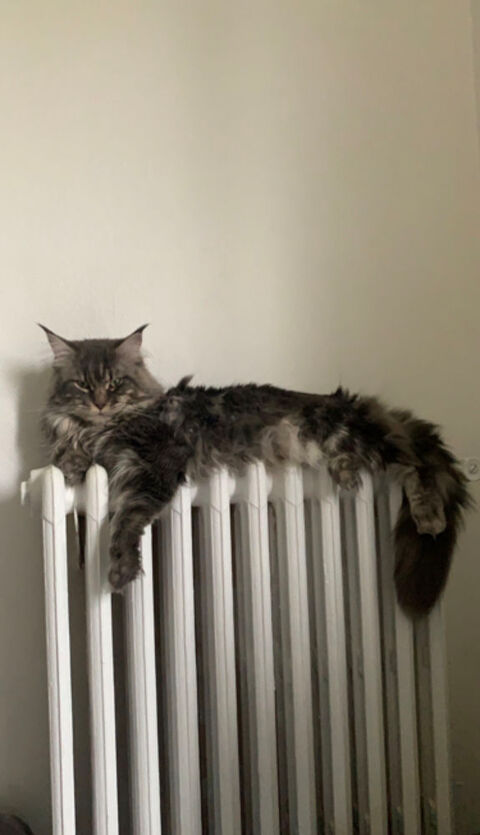 Maine coon m&acirc;le 0 77000 Melun