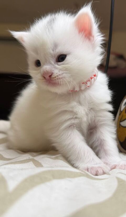 Mainecoon LOOF a r&eacute;serv&eacute; 0 50500 Carentan