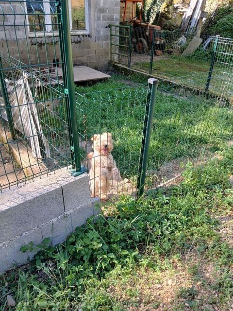 Donne fox terrier contre les bon soins 0 71390 Sainte-h�l�ne