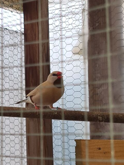 Oiseau bavette longue queue 50 17240 Saint-ciers-du-taillon