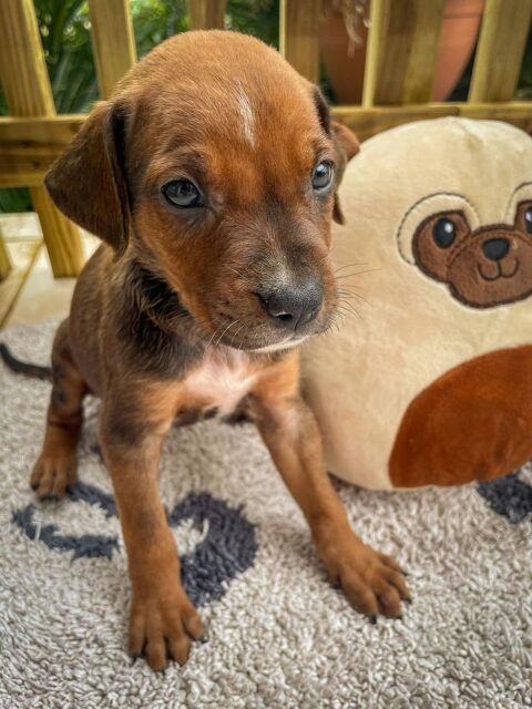 Le titre de votre annonceDori, femelle croisée berger, née le 15/04/2025  &#128054; 300 77000 Livry-sur-seine