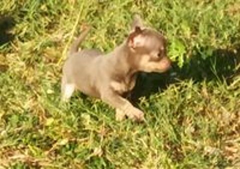   Femelle Chiot Chihuahua 