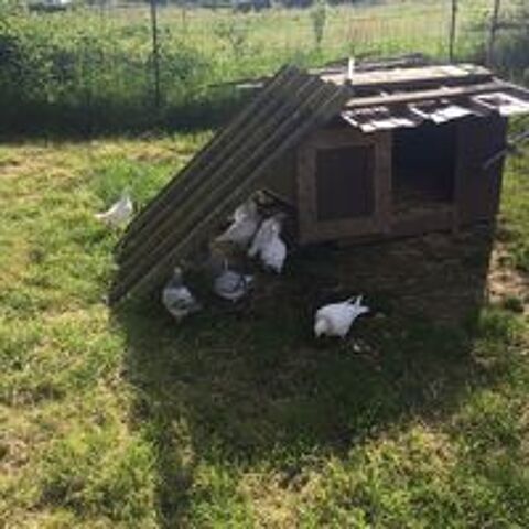   Pigeons texan en 1 lot 