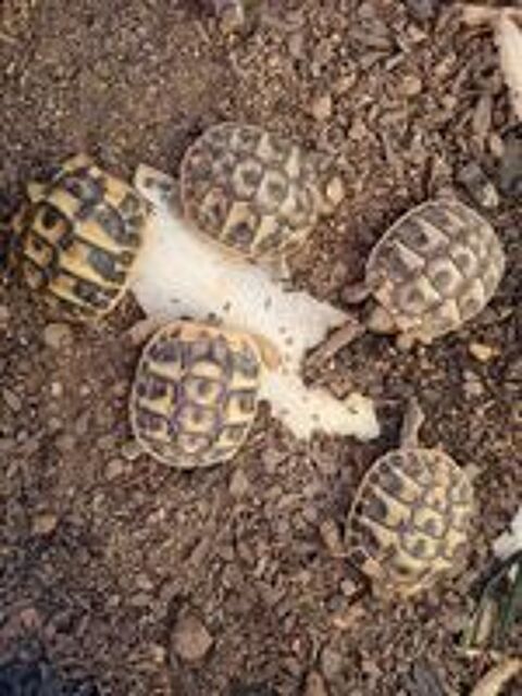   Tortues de terre 