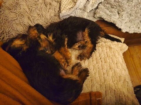 2 cavalier King charles 
Couleur noir feu 1400 59480 La bass�e