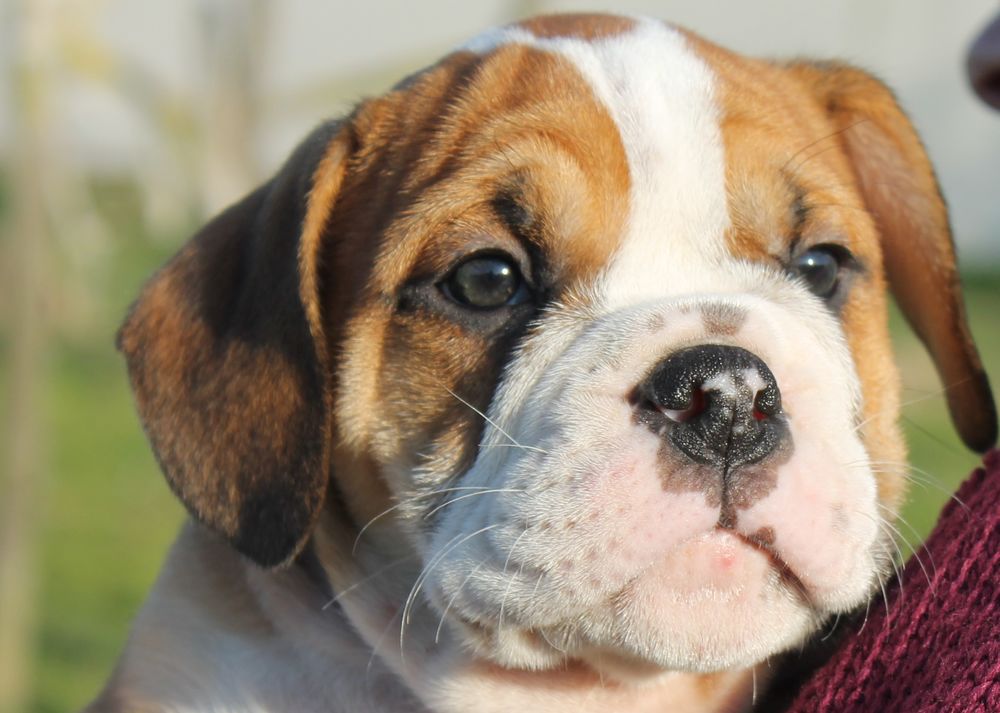   chiot Bulldog Continental 