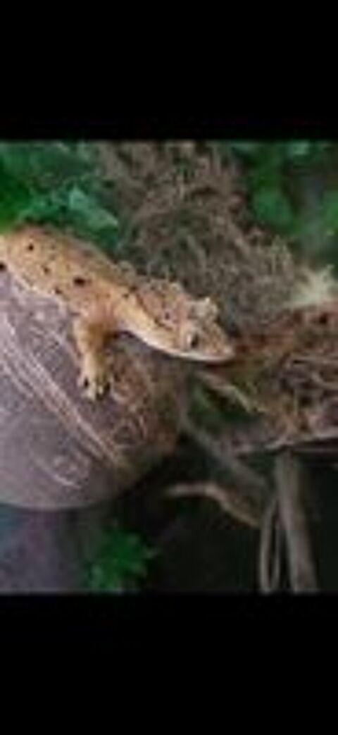   Gecko a crete  