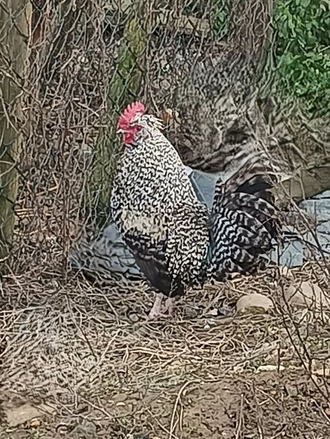 don coqs nains 0 01990 Relevant