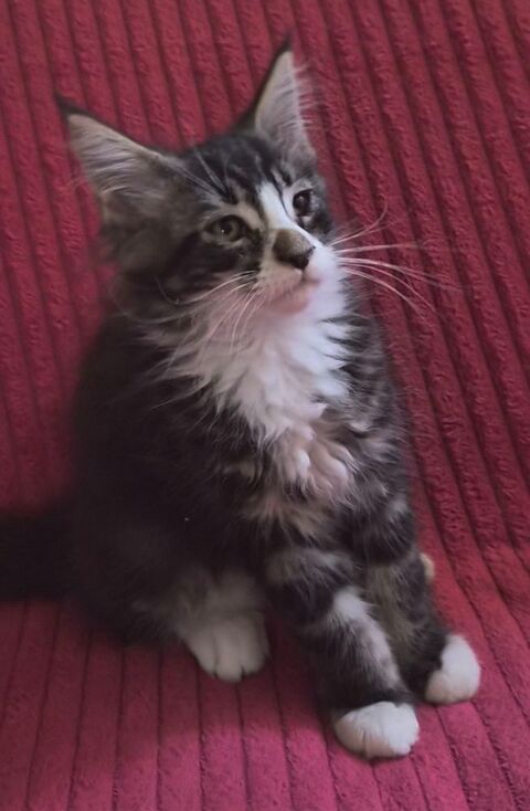 A RESERVER POUR Fin JUIN Chaton Maine Coon M&acirc;le Brown 1000 77300 Fontainebleau