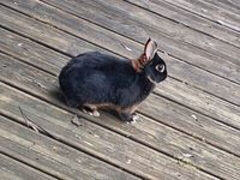   Donne lapine naine couleur feu noir  