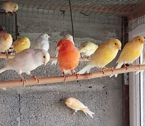 canaris chanteurs 30 La Cambe (14)