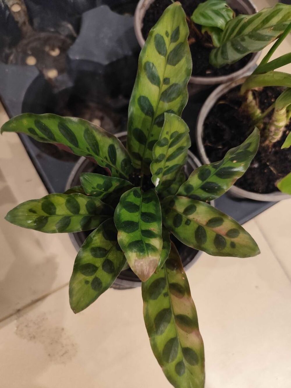 divers plantes Décoration