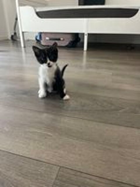   Donne chatons contre bon soins ? 