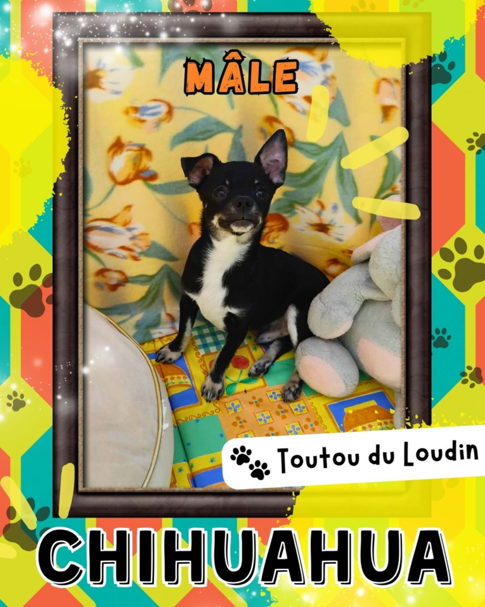   Chiot chihuahua mâle poils courts 