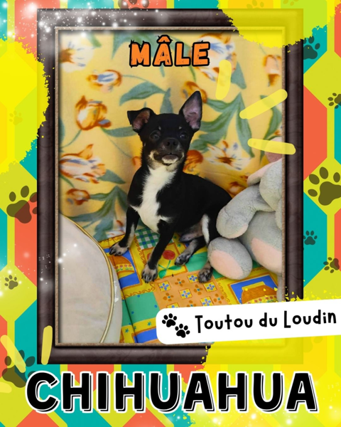 Chiot chihuahua m&acirc;le poils courts 500 18140 Précy