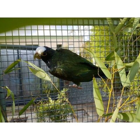 Pione à couronne blanche "Pionus senilis" FEMELLE bague 007 - EPP 2014 395 35136 Saint-jacques-de-la-lande