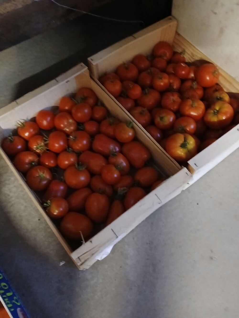 Tomates Jardin