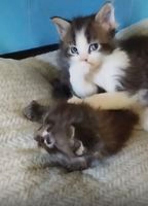   Magnifiques chatons Maine Coon NON LOOF 
