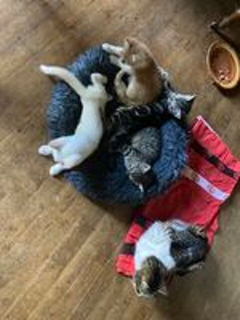   Donne chatons contre bons soins.   