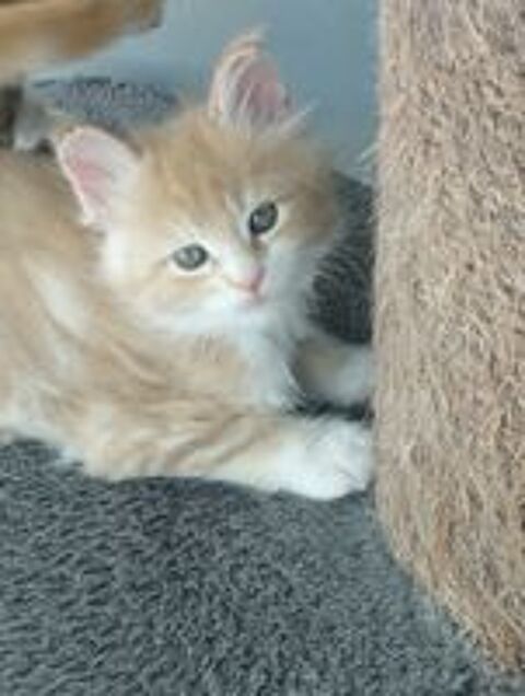   Chatons maine coon LOOF ? 