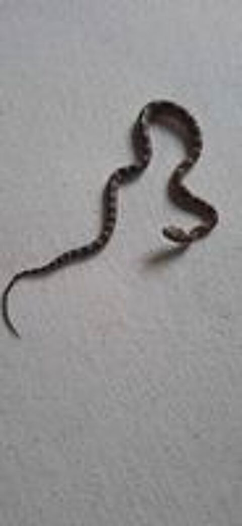   Serpent des bls Juvnile  