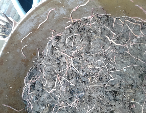 Les vers de terre sont la cl&eacute; de fertilit&eacute; au potager 0 27290 Montfort-sur-risle