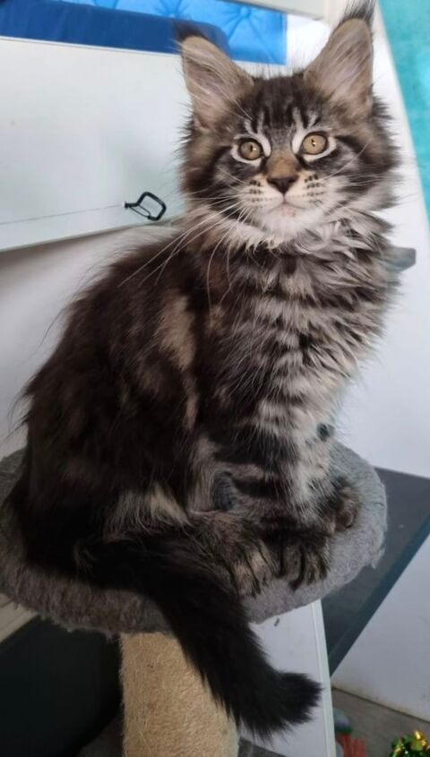 Aphrodite chatonne Loof  1200 89210 Brienon-sur-arman�on