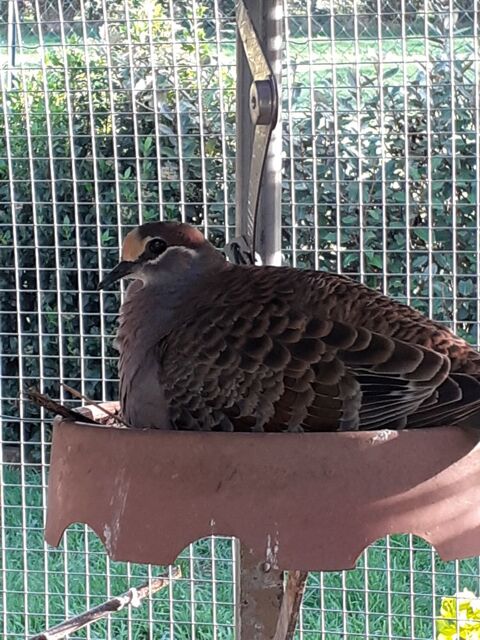 Colombes exotiques 50 14380 Sainte-marie-outre-l'eau