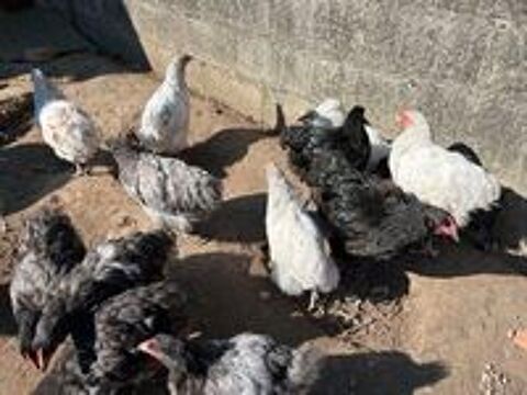   Poules et coqs orpington  