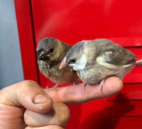 Padda eam 1 02270 Chevresis-monceau