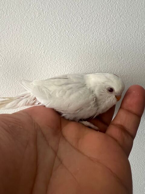 Perruche ondul&eacute;e 40 92230 Gennevilliers