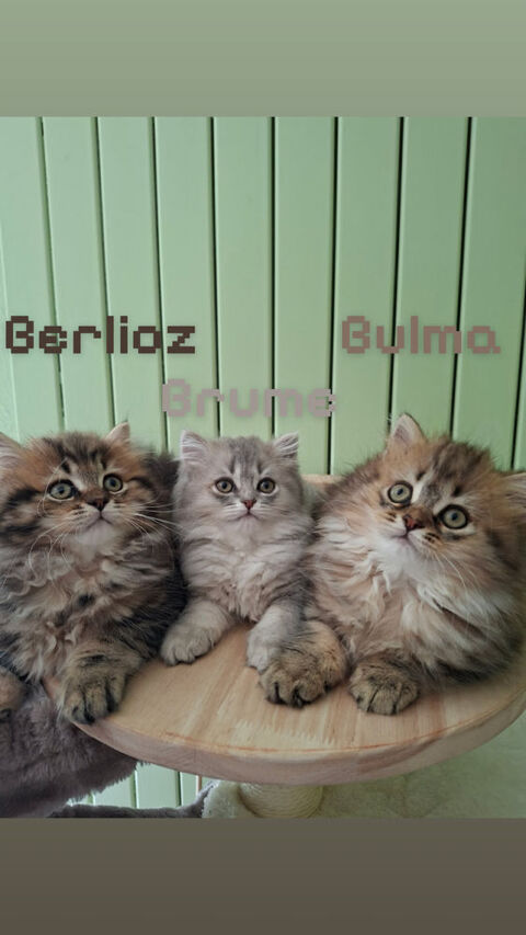 Chatons 1000 88320 Frain