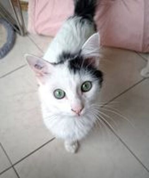   Spiki jeune chat 8 mois cherche famille a adopter 