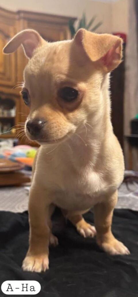 A-HA Chiot Chihuahua Mâle Poils Courts Sable Clair 1000 89160 Ancy-le-franc