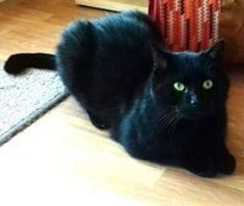   REPETO CHAT NOIR 8 ANS 