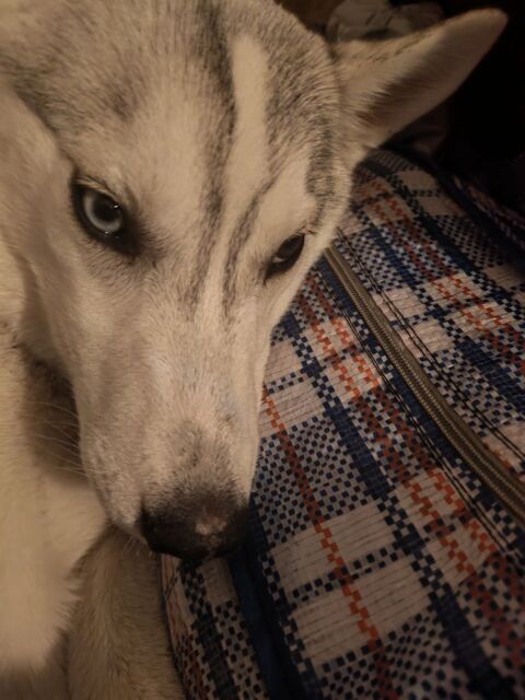 Chiot femelle husky sib&eacute;rien 1000 67100 Strasbourg