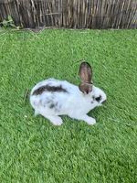   Lapin nains et papillons  