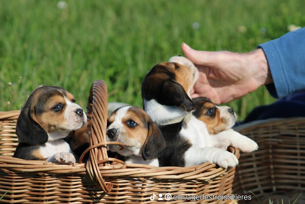  Magnifique Chiots beagle tricolore  