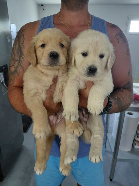 GOLDEN RETRIEVER NON LOF 1000 72250 Parigné-l'Évêque