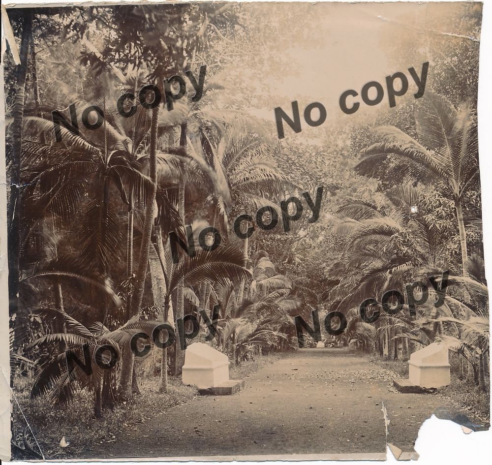 Photographies Ile Maurice Mauritus All&eacute;e Jardin Pamplemousse 