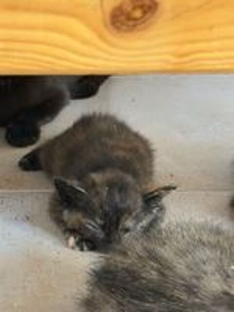   Chat TORTIE à l adoption 