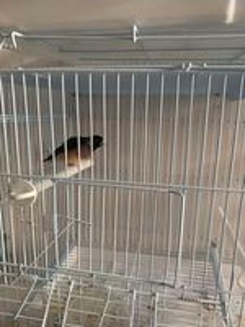   couple diamant de Gould 