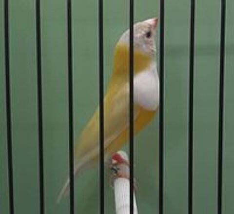   Diamant de Gould 