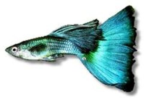   guppys adultes 