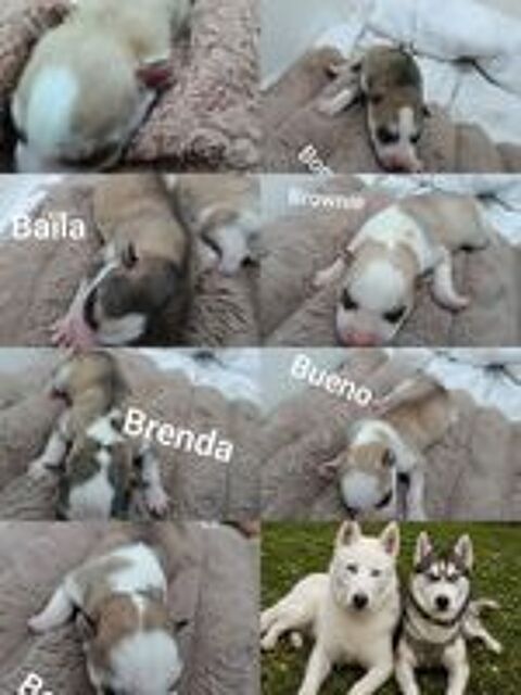   A réserver chiots husky sibérien pure race  