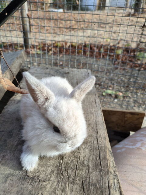 Lapin nain b&eacute;lier 35 85220 Saint-révérend