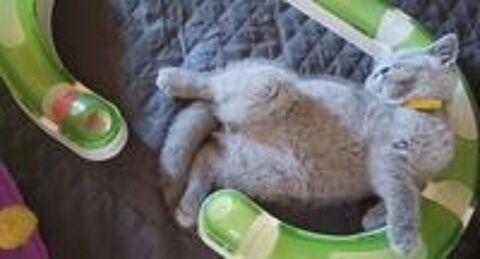   Chaton British Shorthair  